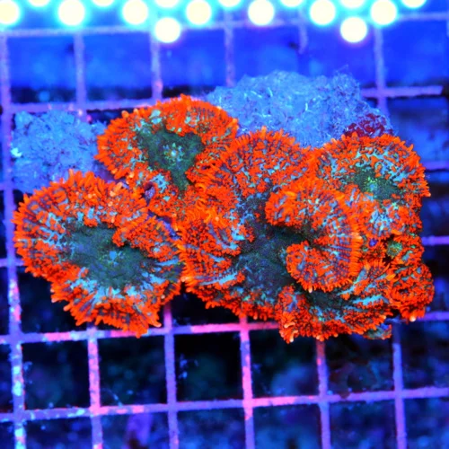4.5x3.5 RHODACTIS MUSHROOM CORAL - ULTRA NEON ORANGE ULTRA GRADE RHODACTIS MUSHROOM CORAL