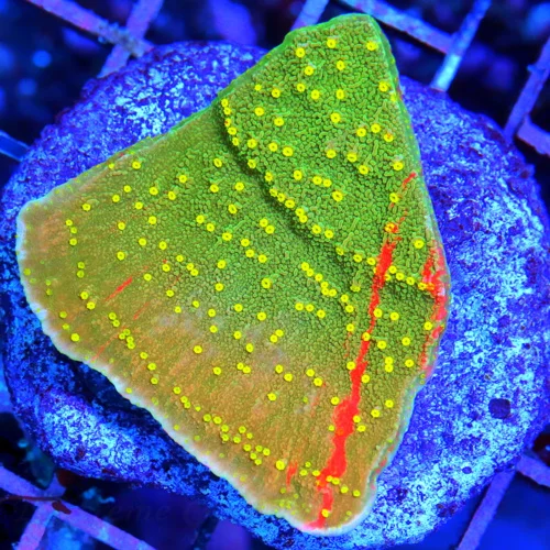 ECHINOPHYLLIA CHALICE CORAL - OUTSTANDING COLLECTOR'S ITEM ECHINOPHYLLIA CHALICE