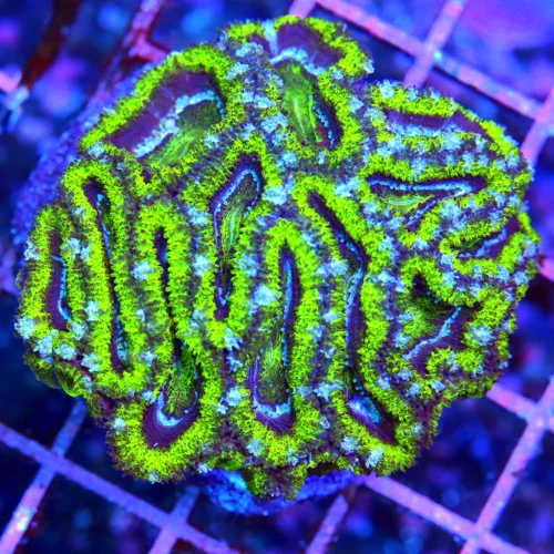 ACANTHASTREA LORDHOWENSIS CORAL - ULTRA ULTRA COLORED BLUE AND GREEN ACAN LORDHOWENSIS