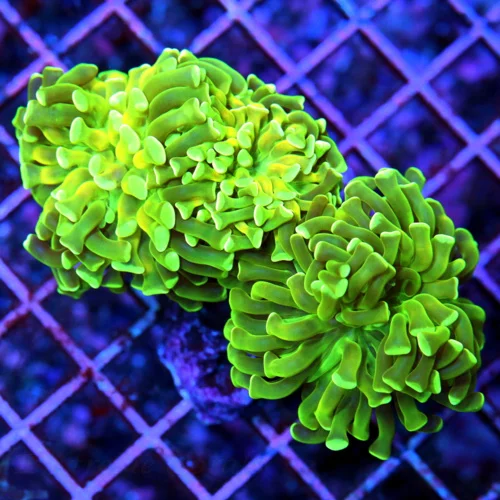4x2.5 BRANCHING HAMMER CORAL - ULTRA TRI COLORED BRANCHING HAMMER CORAL