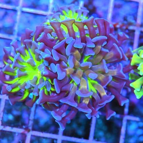 3x3 BRANCHING HAMMER CORAL - SUPER PURPLE TIPPED BRANCHING HAMMER CORAL