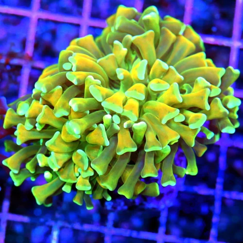 3x3 BRANCHING HAMMER CORAL - ORANGE TENTACLED BRANCHING HAMMER