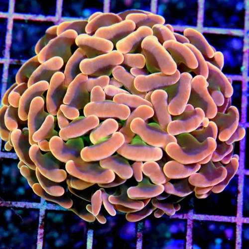3.5x3.5 HAMMER CORAL - MULTICOLORED PEACH ULTRA GRADE HAMMER CORAL