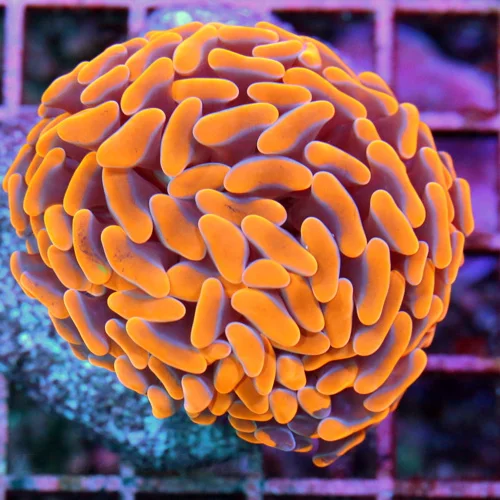 3 BRANCHING HAMMER CORAL - ULTRA COLORED NEON ORANGE PURPLE HAMMER CORAL