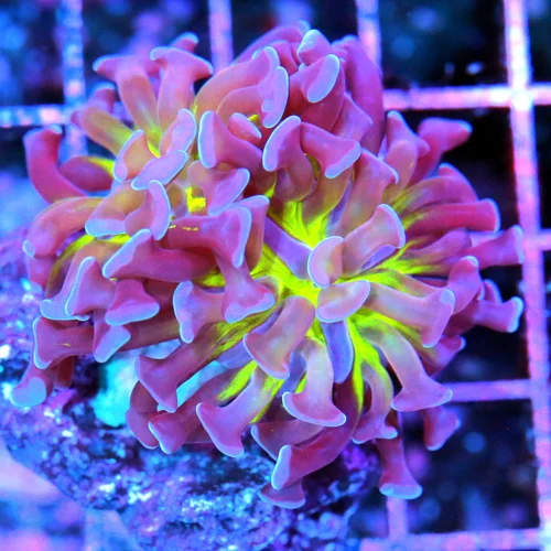 3 BRANCHING HAMMER CORAL - ULTRA COLORED BLUE TIPPED GREEN CENTERED BRANCHING HAMMER CORAL