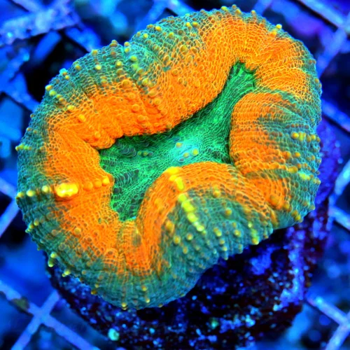 3 LOBOPHYLLIA CORAL - ULTRA COLORED OUTSTANDING GREEN AND ORANGE LOBOPHYLLIA CORAL