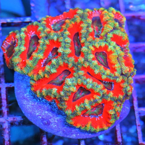 3.5 ACANTHASTREA LORDHOWENSIS CORAL - WICKED SUPERMAN RED AND BLUE ACAN LORDHOWENSIS CORAL