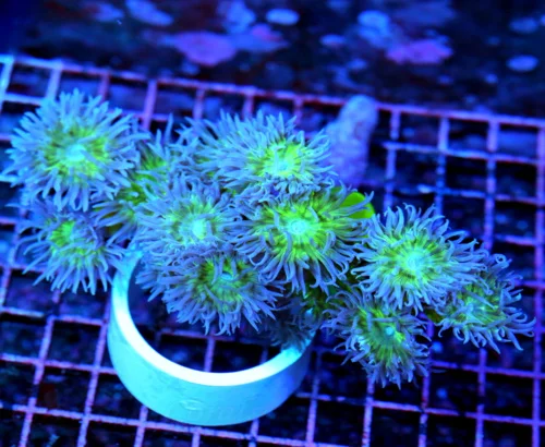 6.5x6 DUNCAN CORAL - BLUE PURPLE TENTACLED ULTRA COLORED DUNCAN CORAL