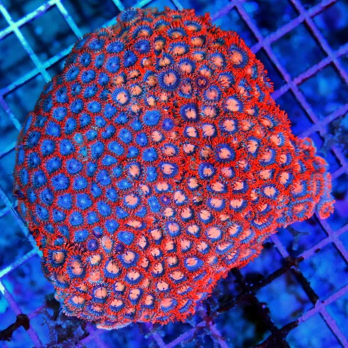 4.5x4.5 ZOANTHID CORAL - HANDPICKED ULTRA ULTRA GRADE ULTRA ULTRA SUPER COLORED ZOANTHID CORAL