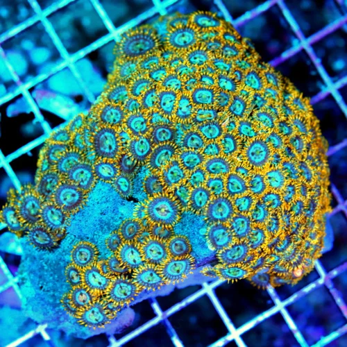 4.5x4.5 ZOANTHID CORAL - HANDPICKED ULTRA ULTRA GRADE ULTRA ULTRA SUPER COLORED ZOANTHID CORAL