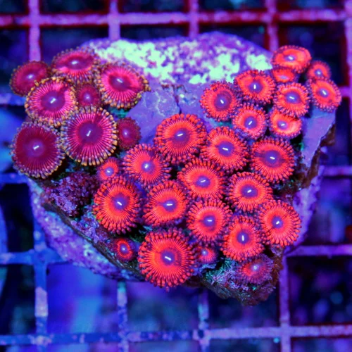 3" ZOANTHID CORAL - WICKED DUAL ULTRA COLORED SMALL COLLECTOR'S PIECE ZOANTHID CORAL