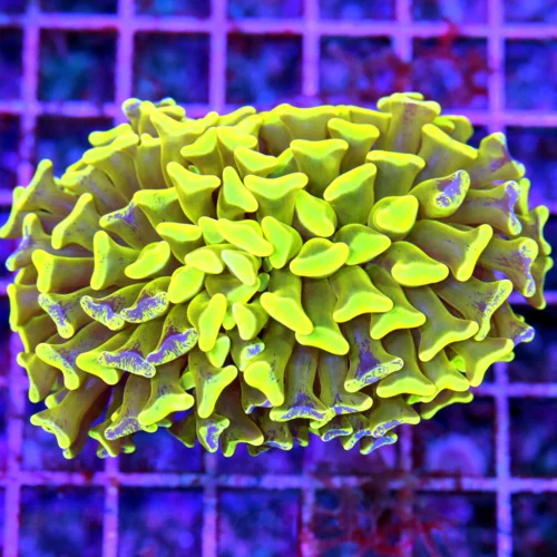 3" BRANCHING HAMMER CORAL - NEON TOXIC GREEN BLUE SPLASHED BRANCHING HAMMER CORAL