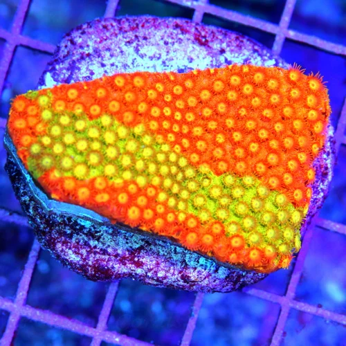 3" CYPHASTREA CORAL - ULTRA BI-COLORED COLLECTOR'S PIECE CYPHASTREA CORAL