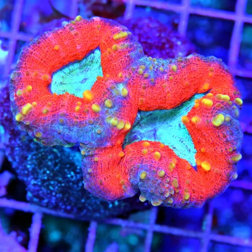 3.5" LOBOPHYLLIA CORAL - TRICOLORED ORANGE PURPLE AND GREEN LOBOPHYLLIA