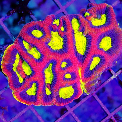 3.5" FAVIA CORAL - ULTRA GRADE ULTRA COLORED DRAGON SOUL FAVIA CORAL