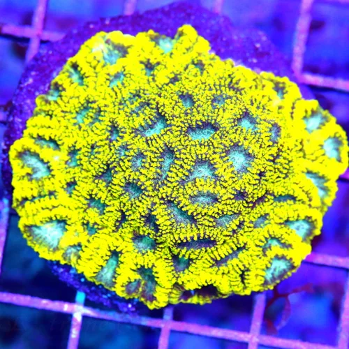 3" FAVITES CORAL - OUT OF THIS WORLD SUPER BLUE EYED MINI FAVITES CORAL