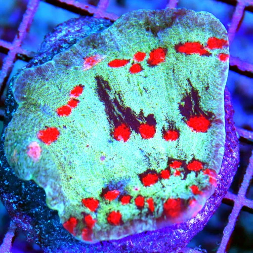 3" ECHINOPHYLLIA CHALICE CORAL - WICKED ULTRA COLORED ECHINOPHYLLIA CHALICE CORAL