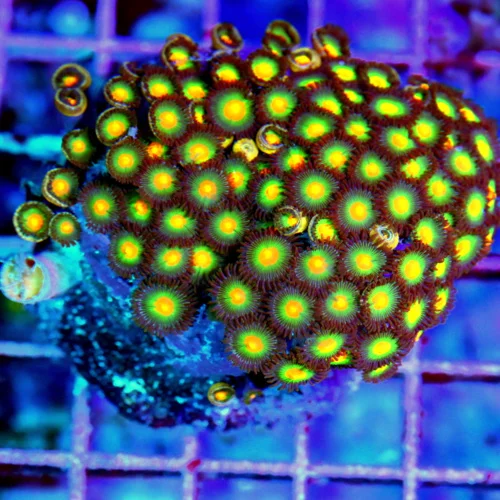 3" ZOANTHID CORAL - CRAZY ORANGE EYED REVERSE JOHN DEERE ZOANTHID CORAL