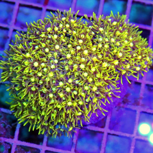 3.5" GREEN STAR POLYP - DON'T GET THESE VERY OFTEN METTALIC GREEN STAR POLYPS