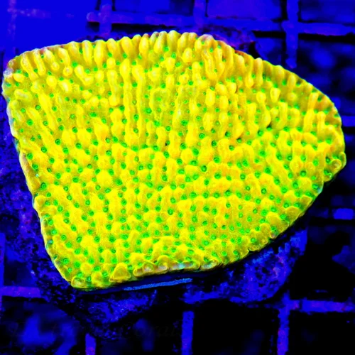 3.5" MONTIPORA DANEA - VERY VERY RARE MULTICOLORED MONTIPORA DANEA
