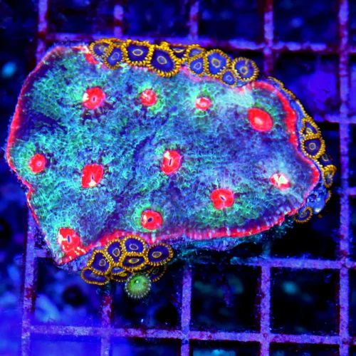 3x3 CHALICE CORAL w/ZOANTHIDS! - ULTRA GRADE CHALICE w/ BLUE HORNET ZOANTHIDS