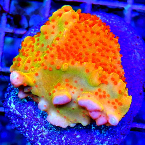 3" MONTIPORA DANEA - VERY VERY RARE MULTICOLORED MONTIPORA DANEA