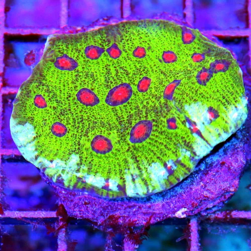 3" ECHINOPHYLLIA CHALICE - OUT OF THIS WORLD ORANGE EYED MULTICOLORED