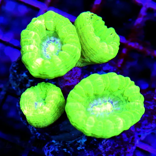 2.5" CANDY CANE CORAL - WICKED ULTRA COLORED 4 HEADED KRYPTONITE CANDY CANE
