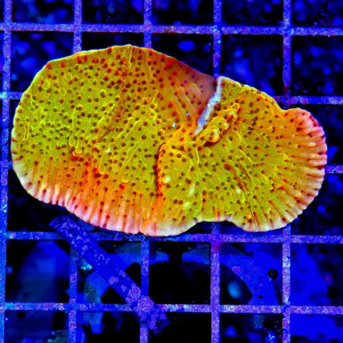 2.5"MONTIPORA CAPRICORNIS CORAL - BAD TO THE BONE ORANGE AND PINK MONTIPORA CAPRICORNIS