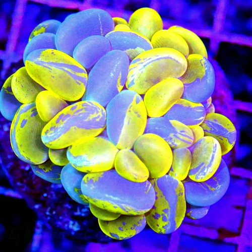 3x3 FAVORITE BUBBLE CORAL OF THE YEAR! - ULTRA HIGHLIGHTER YELLOW BLUE SPLATTERED BUBBLE CORAL