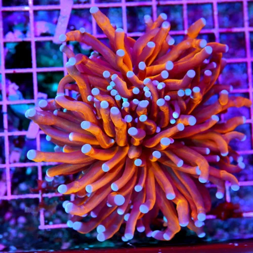 4.5x4.5 TORCH CORAL - CRAZY INSANE EXTREME CORALS FAMOUS "RADIOACTIVE" TORCH CORAL