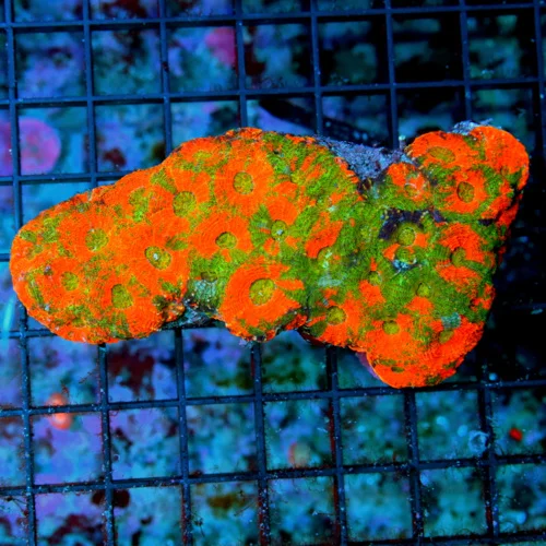 4.5 ACANTHASTREA ECHINATA CORAL - I LOVE THIS COLOR! VERY SPECIAL ORANGE CRUSH ACAN ECHINATA CORA