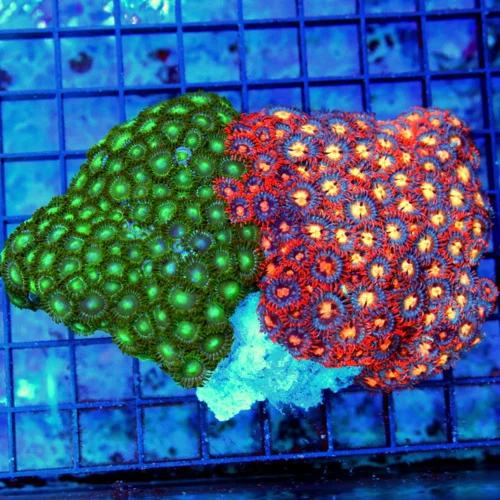 5x4 COMBO ZOANTHID CORAL - ULTRA GRADE ULTRA COLORED COMBO INDO ZOANTHID CORAL COLONY