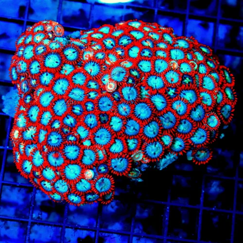 5x4.5 ZOANTHID CORAL - BLUE EYED RED SKIRTED INDO ZOANTHID CORAL