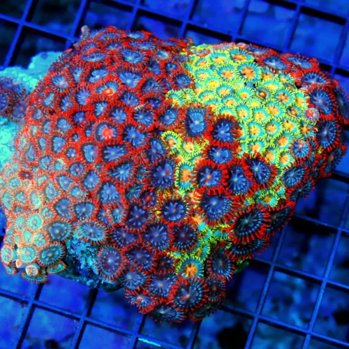 4.5x4 COMBO ZOANTHID CORAL - VERY VERY RARE COLORED ULTRA ULTRA GRADE COMBO INDO ZOANTHIDS
