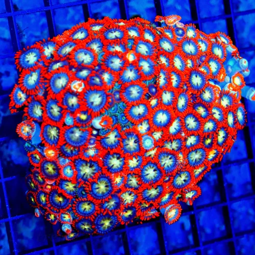 4.5x4 ZOANTHID CORAL - SUPER NEON ORANGE FIRE AND ICE TYPE INDO ZOANTHID