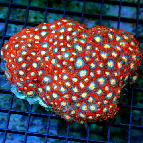 5x4.5 ZOANTHID CORAL - ULTRA ULTRA GRADE PINK EYED INDO ZOANTHID CORAL COLONY