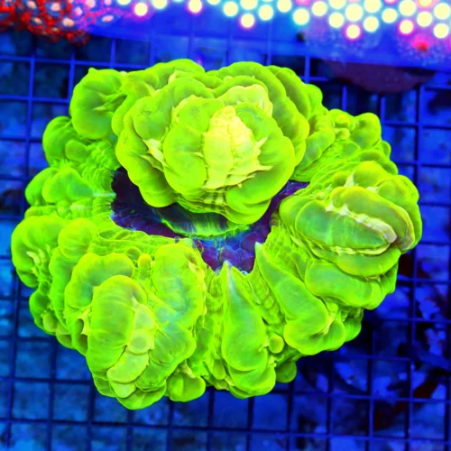 6.5x6.5 GIGANTIC CYNARINA CORAL - ULTRA RARE PURPLE CENTERED SUPER NEON GREEN INDO CYNARINA CORAL