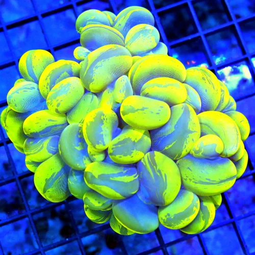 5x4.5 XXL BUBBLE CORAL - BLUE AND YELLOW CATSEYE SPLATTERED BUBBLE CORAL