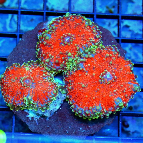 4x4 RICORDIA YUMA CORAL - ULTRA ULTRA COLORED VERY VERY RARE SOLOMON ISLAND RICORDIA YUMA