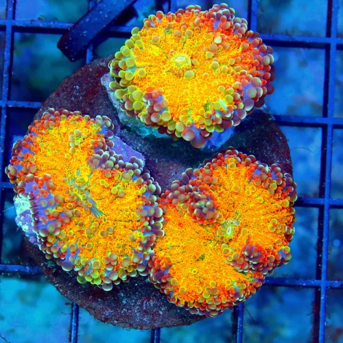 3x3 RICORDIA YUMA CORAL - ULTRA ULTRA COLORED VERY VERY RARE SOLOMON ISLAND RICORDIA YUMA