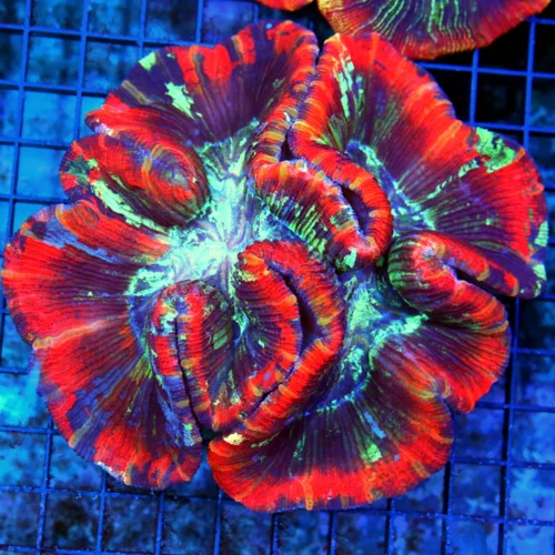 6x6 GIANT WELLSOPHYLLIA CORAL - ULTRA ULTRA GRADE WELLSOPHYLLIA RAINBOW CORAL