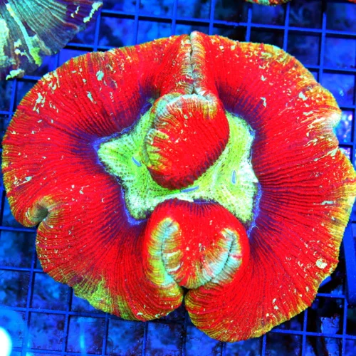 6x5 GIANT WELLSOPHYLLIA CORAL - ULTRA ULTRA GRADE WELLSOPHYLLIA RAINBOW CORAL