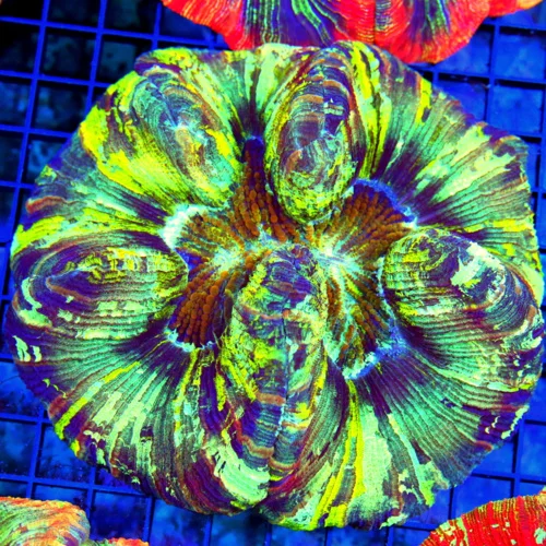 5.5x5 GIANT WELLSOPHYLLIA CORAL - ULTRA ULTRA GRADE WELLSOPHYLLIA RAINBOW CORAL
