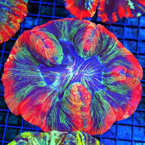 5.5x5.5 GIANT WELLSOPHYLLIA CORAL - ULTRA ULTRA GRADE WELLSOPHYLLIA RAINBOW CORAL