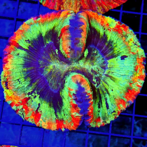 5x4 GIANT WELLSOPHYLLIA CORAL - ULTRA ULTRA GRADE WELLSOPHYLLIA RAINBOW CORAL