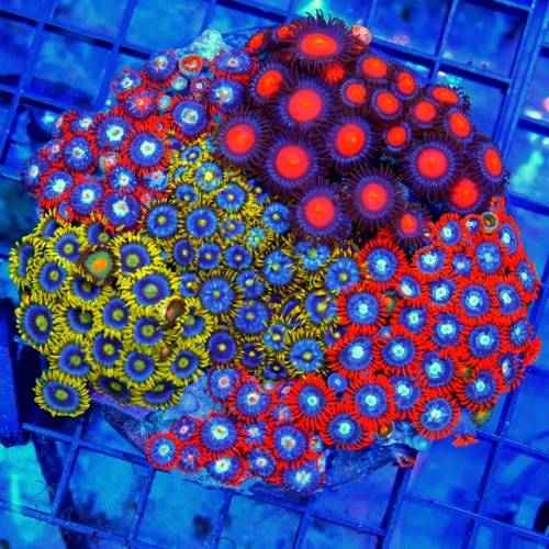 4.5x4.5 COMBO ZOANTHID CORAL - MIXED HAPPY FAMILY COMBO ZOANTHID CORAL COLONY