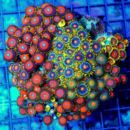4.5x4.5 COMBO ZOANTHID CORAL - MIXED HAPPY FAMILY COMBO ZOANTHID CORAL COLONY