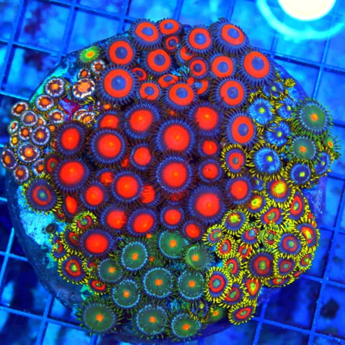 4.5x4.5 ZCOMBO ZOANTHID CORAL - MIXED HAPPY FAMILY COMBO ZOANTHID CORAL COLONY