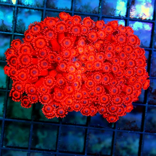 4x3 GONIOPORA CORAL - INDO IMPORTED ULTRA RED BLUE EYED SHOWPIECE GONIOPORA CORAL